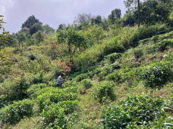  Residential Plot for Sale in Kotagiri, Nilgiris