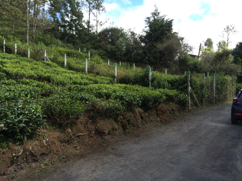  Residential Plot 8 Cent for Sale in Kotagiri, Nilgiris