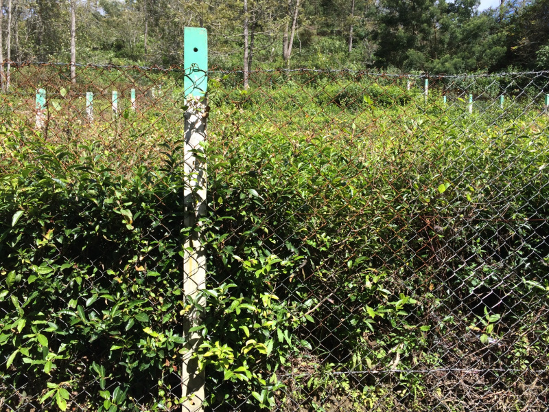  Residential Plot 8 Cent for Sale in Kotagiri, Nilgiris