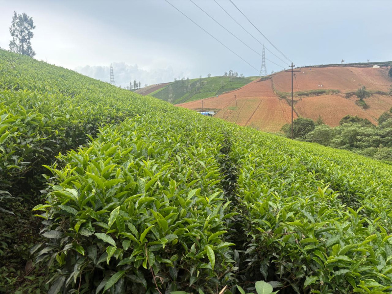  Residential Plot 6 Acre for Sale in Avalanche Road, Ooty