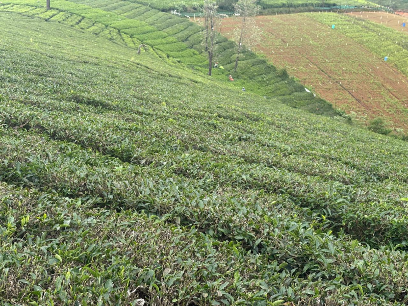  Residential Plot 6 Acre for Sale in Avalanche Road, Ooty