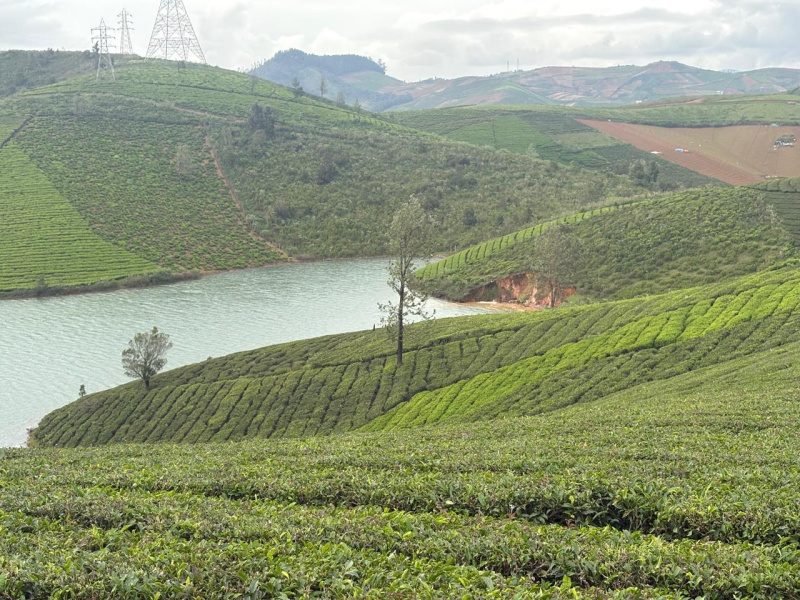  Residential Plot 6 Acre for Sale in Avalanche Road, Ooty