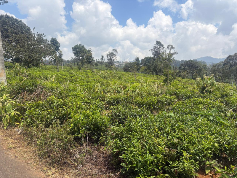  37 Cent Residential Plot for Sale in Coonoor, Nilgiris