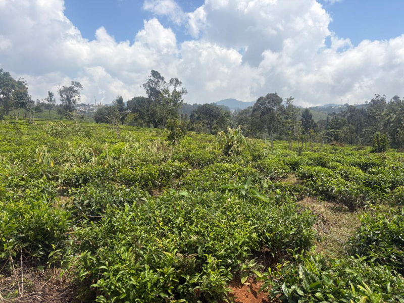  37 Cent Residential Plot for Sale in Coonoor, Nilgiris