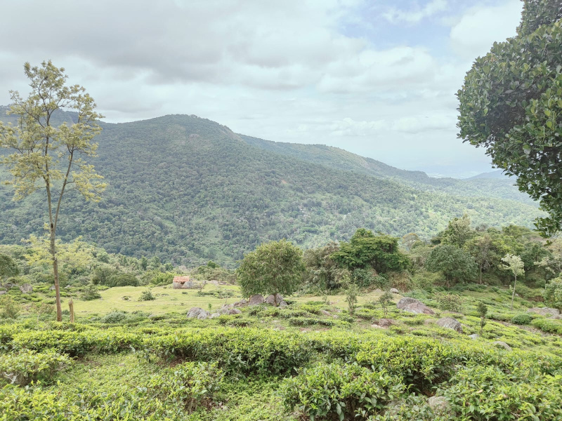  80 Acre Residential Plot for Sale in Kotagiri, Nilgiris