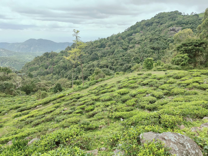  80 Acre Residential Plot for Sale in Kotagiri, Nilgiris