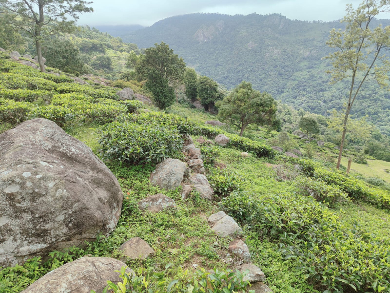  80 Acre Residential Plot for Sale in Kotagiri, Nilgiris