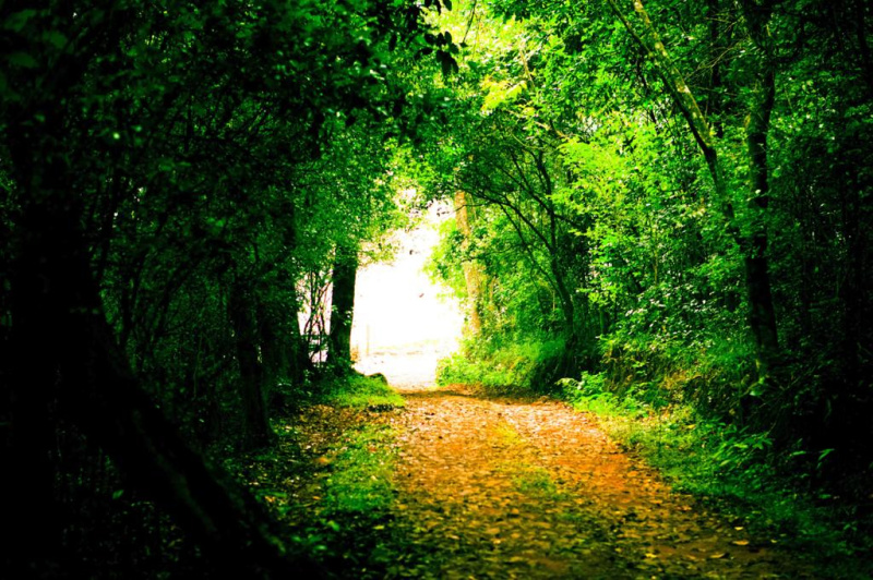  34 Acre Residential Plot for Sale in Kotagiri, Nilgiris