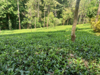 Residential Plot for Sale in Mettupalayam Coimbatore