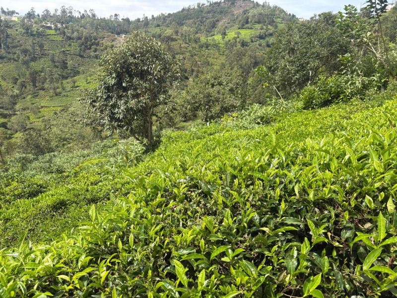  13 Cent Residential Plot for Sale in Coonoor, Nilgiris