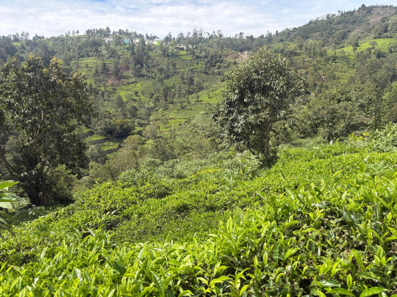  13 Cent Residential Plot for Sale in Coonoor, Nilgiris