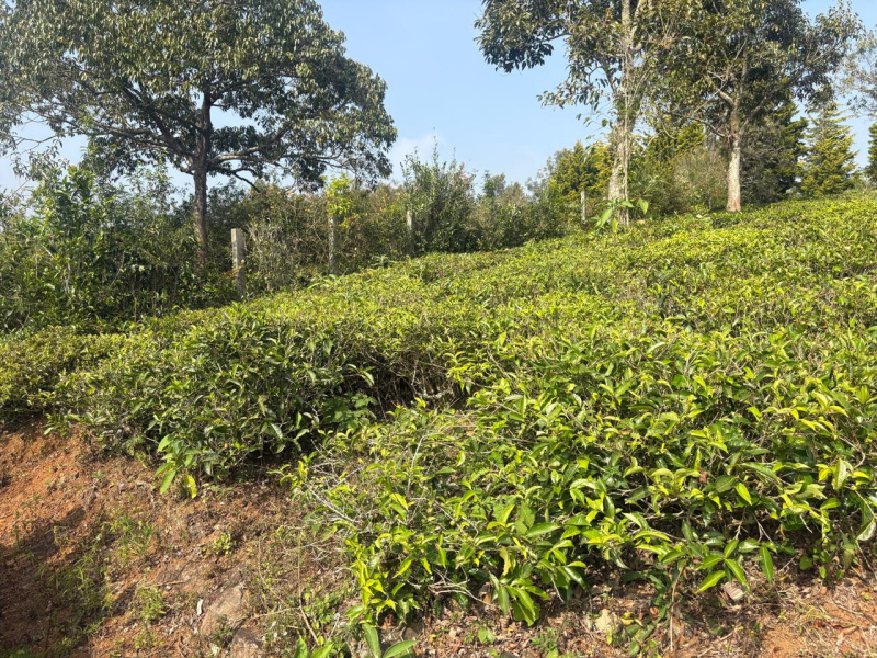  16 Cent Residential Plot for Sale in Coonoor, Nilgiris