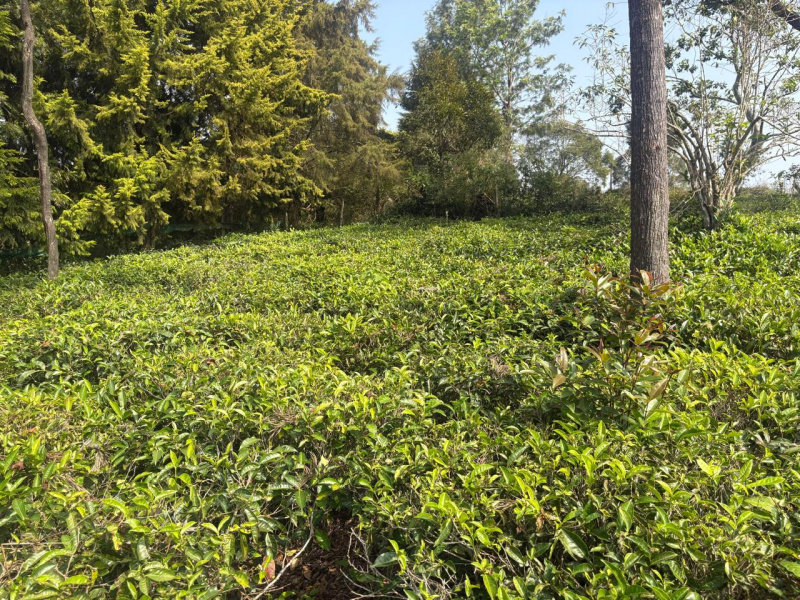  16 Cent Residential Plot for Sale in Coonoor, Nilgiris