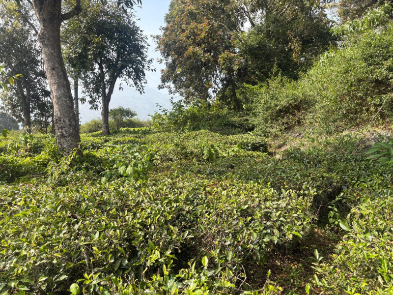 10 Cent Residential Plot for Sale in Coonoor, Nilgiris
