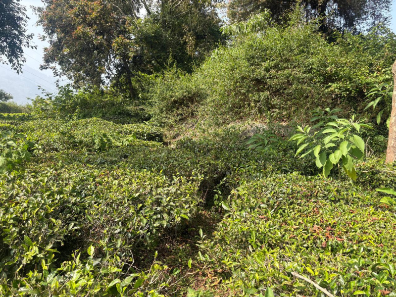  10 Cent Residential Plot for Sale in Coonoor, Nilgiris
