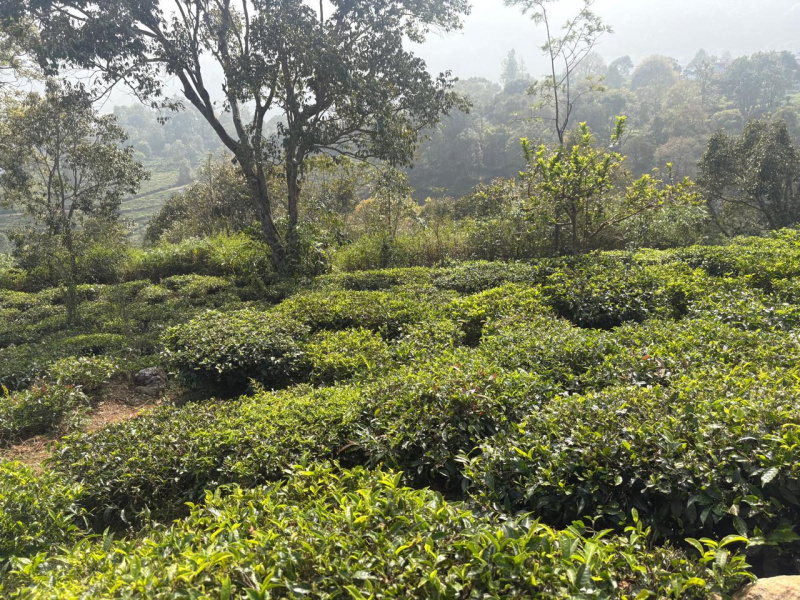  9 Cent Residential Plot for Sale in Coonoor, Nilgiris