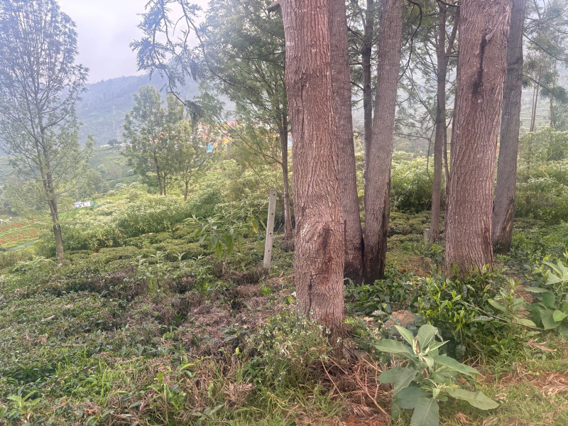  23 Cent Residential Plot for Sale in Kotagiri, Nilgiris