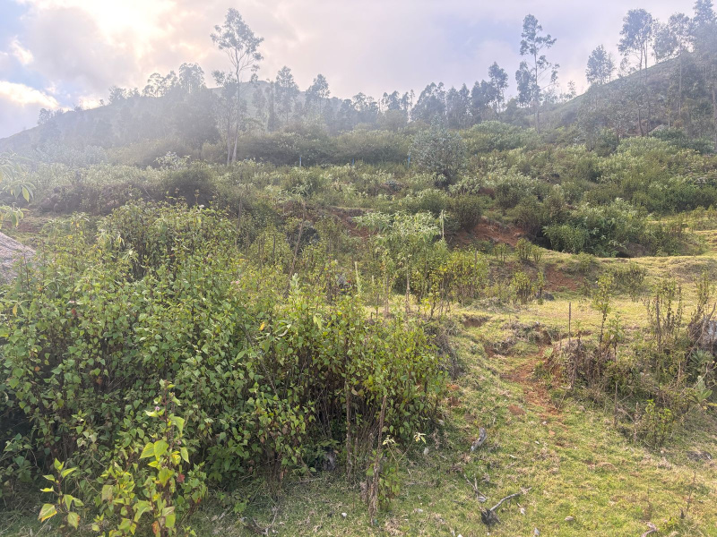  29 Cent Residential Plot for Sale in Kotagiri, Nilgiris