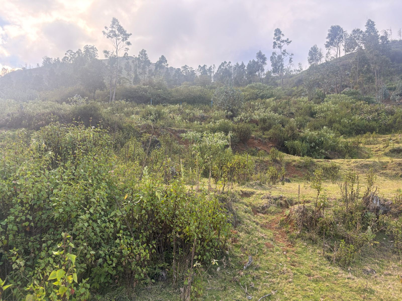  29 Cent Residential Plot for Sale in Kotagiri, Nilgiris