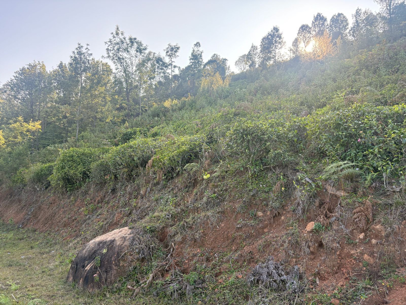  1 Acre Residential Plot for Sale in Coonoor, Nilgiris