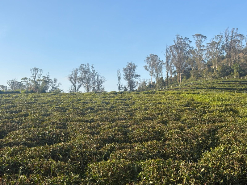  1 Acre Residential Plot for Sale in Kotagiri, Nilgiris