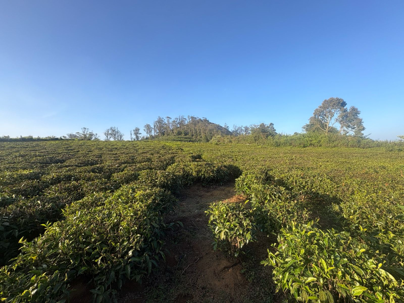  1 Acre Residential Plot for Sale in Kotagiri, Nilgiris