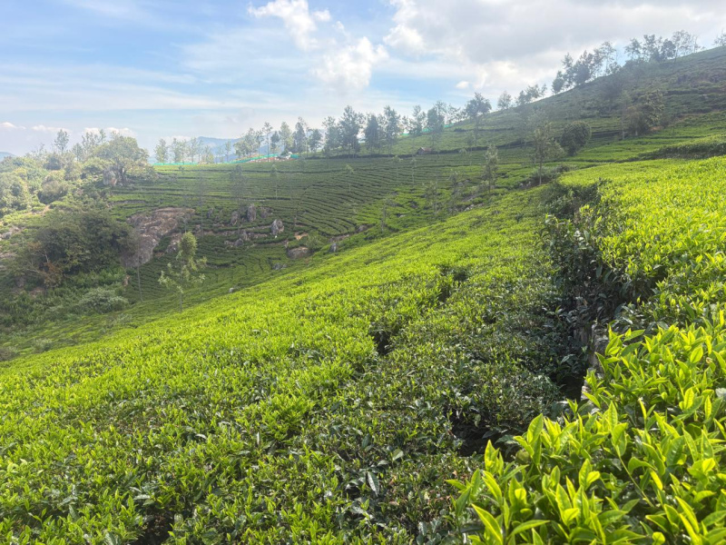  3 Acre Residential Plot for Sale in Kotagiri, Nilgiris