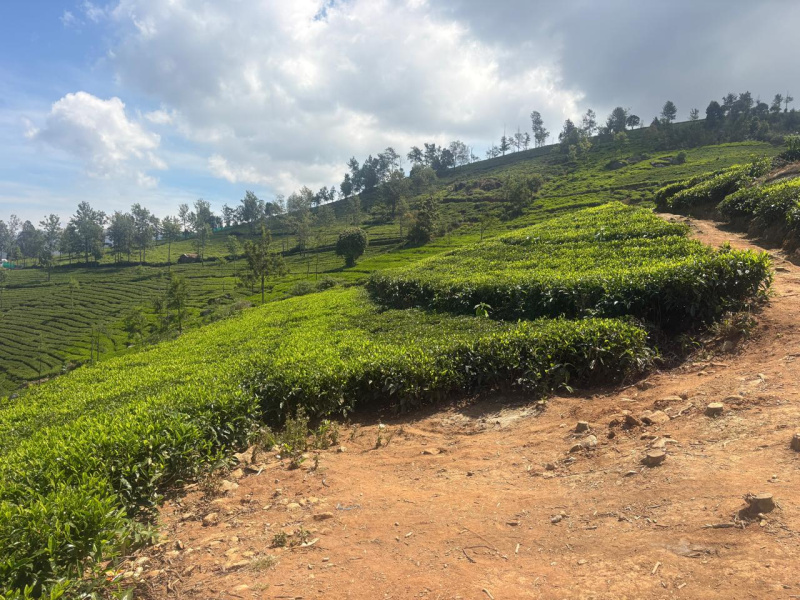  3 Acre Residential Plot for Sale in Kotagiri, Nilgiris