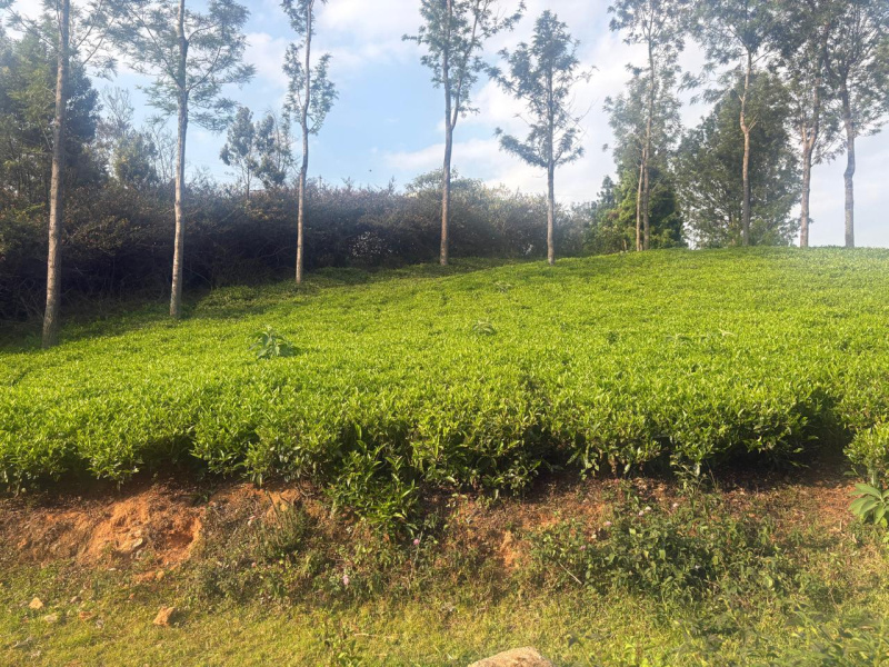  50 Cent Residential Plot for Sale in Kotagiri, Nilgiris