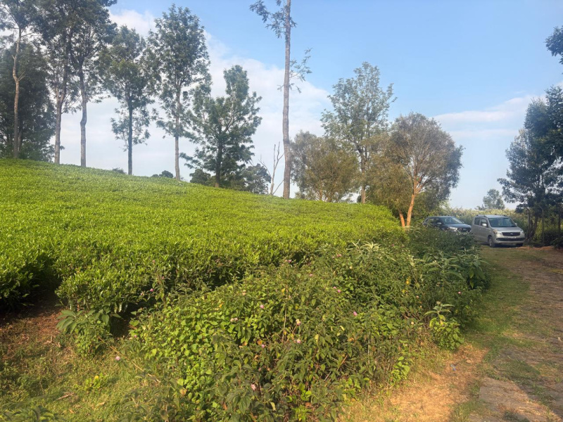  50 Cent Residential Plot for Sale in Kotagiri, Nilgiris