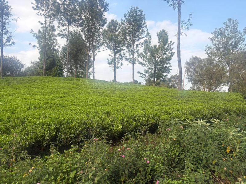  50 Cent Residential Plot for Sale in Kotagiri, Nilgiris