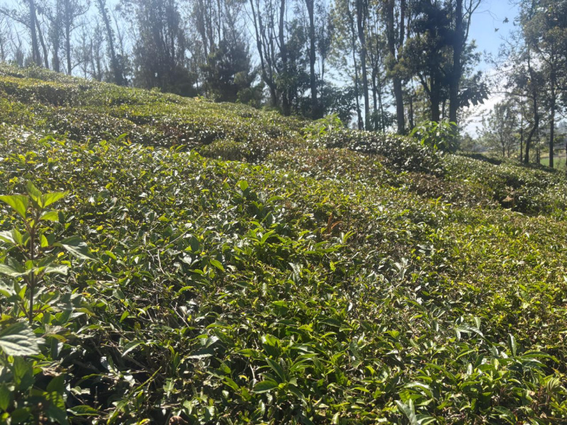 1 Acre Residential Plot for Sale in Adikaratti, Nilgiris