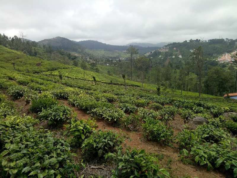 9 Acre Agricultural Land for Sale in Kotagiri, Ooty (REI847580)