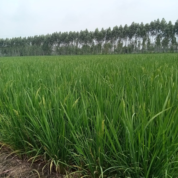  Agricultural Land 15 Acre for Sale in Ambala City
