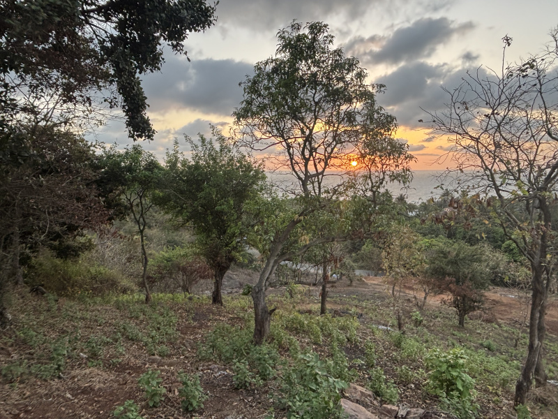  20 Guntha Agricultural/Farm Land for Sale in Revdanda, Alibag, Raigad