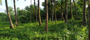  Residential Plot for Sale in Malvan, Sindhudurg