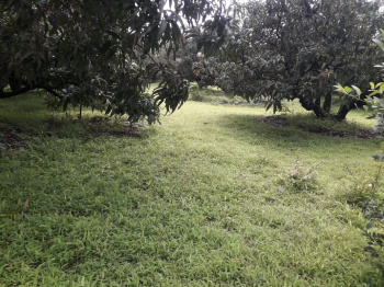  Agricultural Land for Sale in Devgad, Sindhudurg