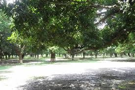  10 Bigha Agricultural/Farm Land for Sale in Polba, Hooghly