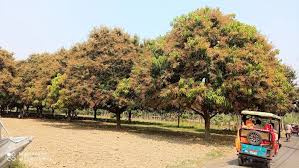  10 Bigha Agricultural/Farm Land for Sale in Polba, Hooghly