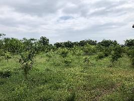  Agricultural Land for Sale in Halol, Panchmahal