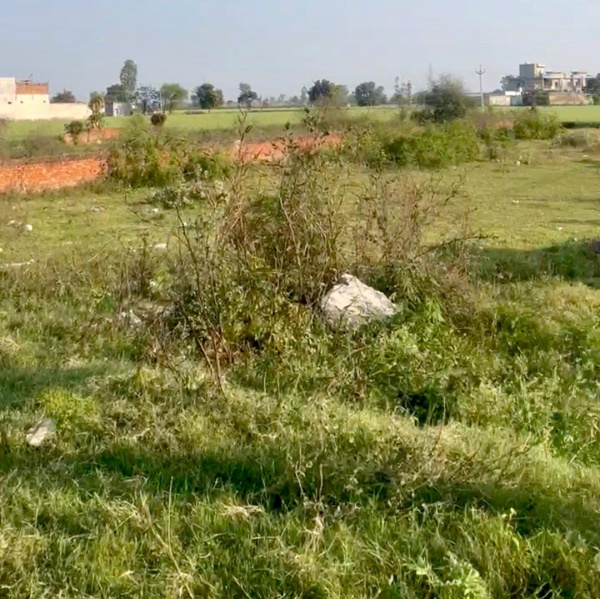  Agricultural Land 1905 Sq. Yards for Sale in Jandiala Guru, Amritsar