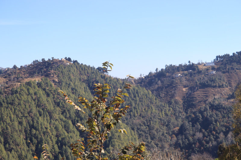  Residential Plot 50 Sq. Yards for Sale in Jewar, Gautam Buddha Nagar