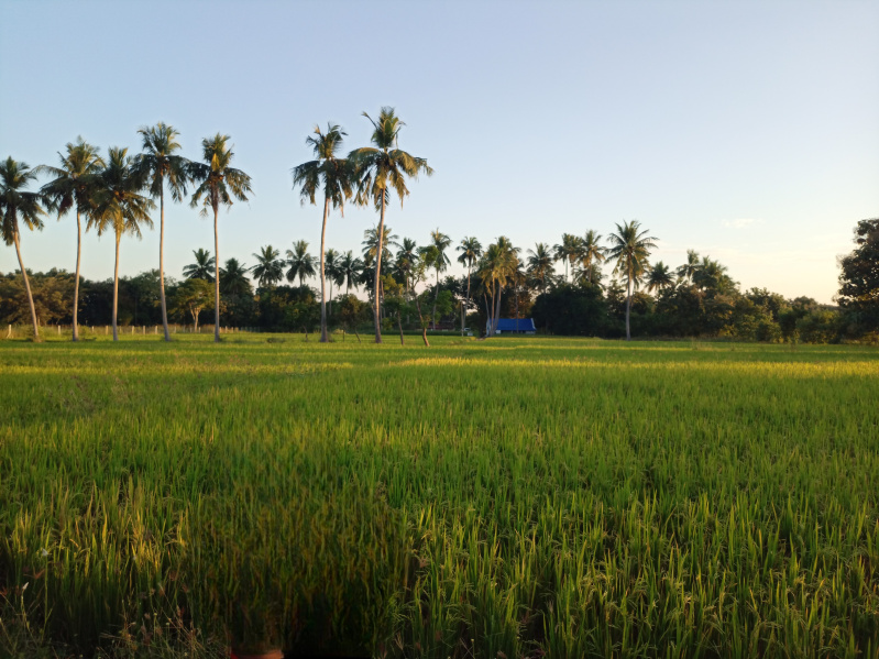  5 Acre Agricultural/Farm Land for Sale in Lalgudi, Tiruchirappalli