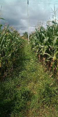  Agricultural Land for Sale in Arsikere, Hassan