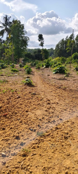  2 Acre Residential Plot for Sale in Yellapur, Uttara Kannada