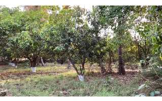  Agricultural Land for Sale in Sangareddy hyderabad, Sangareddy