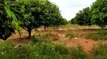  Agricultural Land for Sale in Dhone, Kurnool