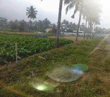  Agricultural Land for Sale in Ayothiapattinam, Salem