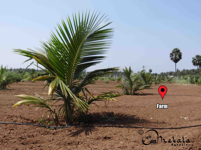  Agricultural Land 4 Acre for Sale in Kinathukadavu, Coimbatore