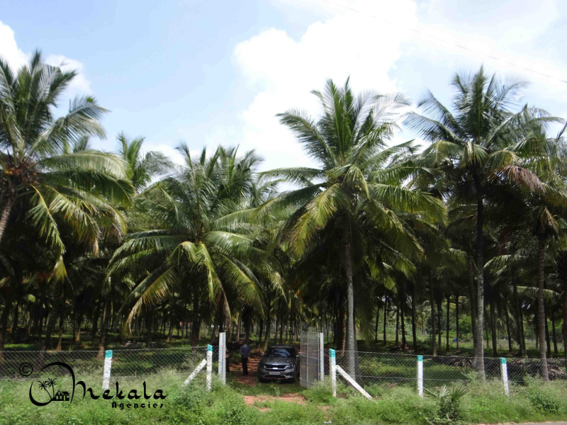  Agricultural Land 22 Acre for Sale in Kinathukadavu, Coimbatore